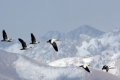 ما السر في قدرة الإوز على الطيران فوق جبال الهيمالايا؟