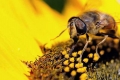 ماذا سيحل بالبشرية إذا اختفى النحل؟