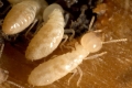 مستعمرات تضمّ ملايين الغزاة.. النمل الأبيض.. “تتار” عالم الحيوان