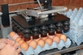 البيضة اللقيطة ...متى سيتم تفعيل وسم البيض الفلسطيني &quot;ختم الصلاحية&quot; حمايةً للمستهلك ؟