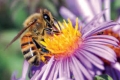 دراسة: النبات والنحل يتواصلان بلغة الإشارة