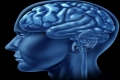 كيف يخزن الدماغ المعلومات و يفقدها؟