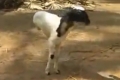 بالفيديو: خروف مولود بساقين فقط ويمشي بشكل طبيعي