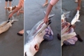 بالفيديو: &quot;ولادة قيصرية&quot; لسمكة قرش ميتة