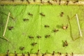 حضارة 150 مليون سنة... حياة نملة: 30 صورة مذهلة لعالم النمل الذي لم نرى مثله ...