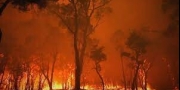 &quot;حريق&quot;.. أنين غابات أستراليا المنكوبة التي لا يبالي بها السي ...