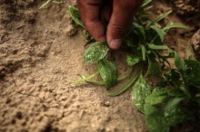 مبيدات الاحتلال تطارد مزارعي غزة في مصدر رزقهم