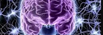 علماء أعصاب يكتشفون كيفية تعلم الدماغ أشياء جديدة