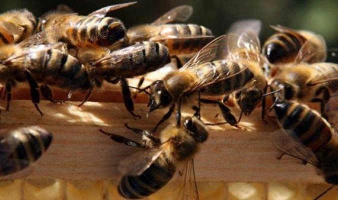 شاهد: حصار النحل القاتل لسيارة أجرة