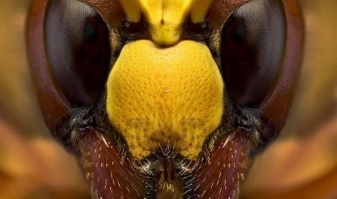 ملامح الحشرات عالم اخر لم نشاهده من قبل - صور