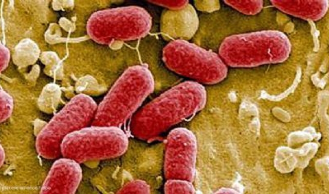 بكتيريا الخضار تتفشى وتثير الرعب في أوروبا واللحوم في دائرة الاتهام أيضا