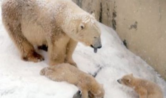 تغير المناخ يسحب لقب «الملك» من الدب القطبي