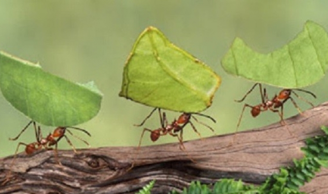 ما هو الوزن الذي تستطيع النملة حمله؟