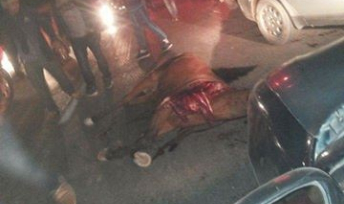 مصرع مواطنين واصابة اخر في حادث سير مروع بين مركبة وحصان في الضفة