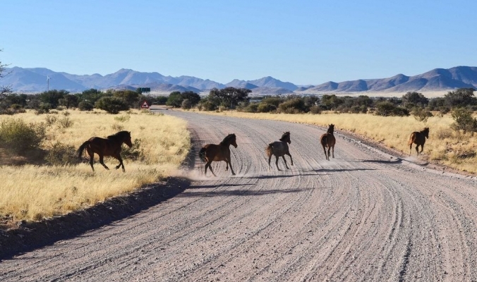 «خيول ناميبيا البرية» أكثر الخيول عزلة في العالم