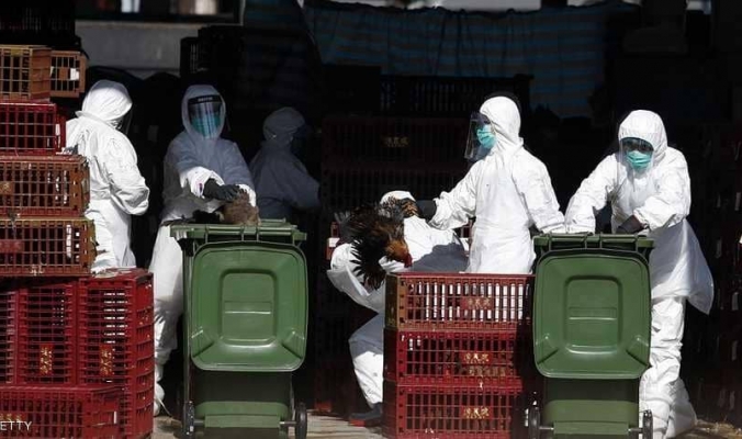إسرائيل تكتشف حالة شديدة العدوى لـ&quot;إنفلونزا الطيور&quot;