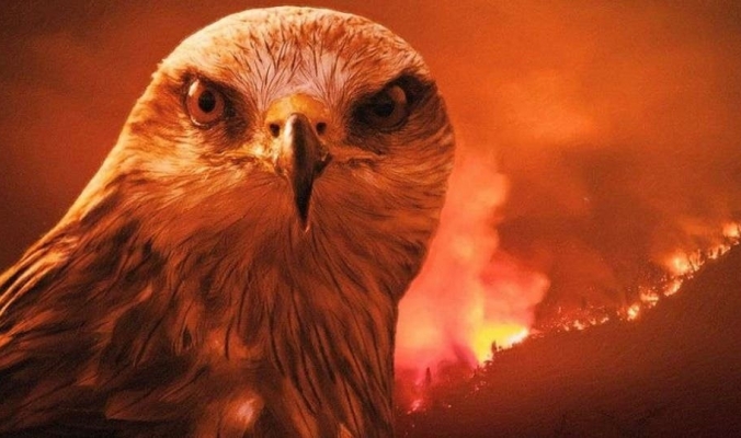 طائر شرير حذر منه الرسول هو أكبر مسبب لحرائق أستراليا