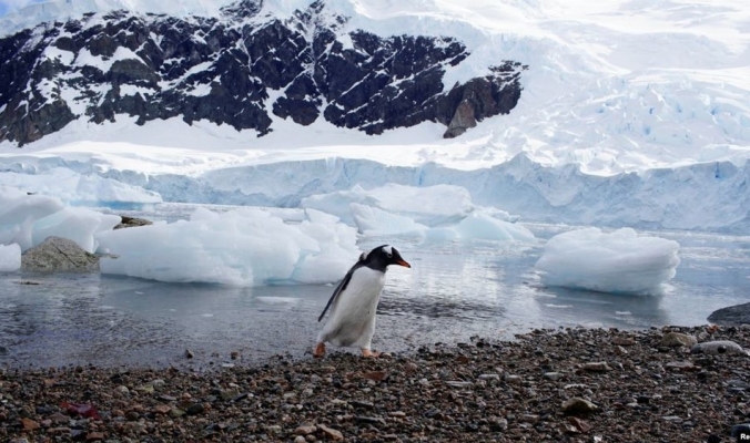 أنتاركتيكا تذوب: 20 % من الجليد اختفى خلال 10 أيام فقط