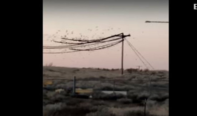 مئات العصافير &quot;تحترق&quot; على أسلاك الكهرباء... بالفيديو