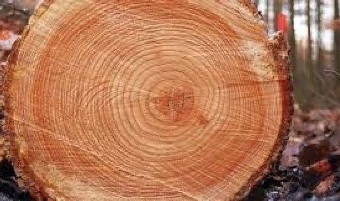 كيف تعرفّنا حلقات الأشجار الأرضية إلى أعنف الأحداث الكونية؟