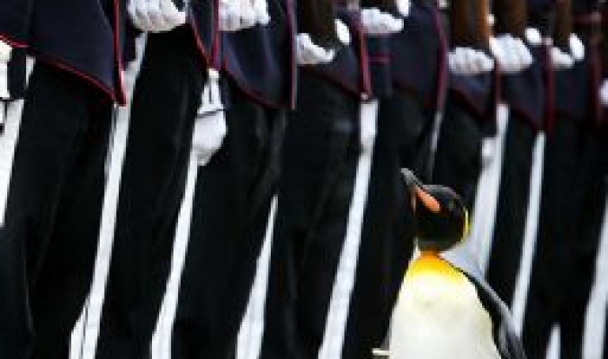 بالصور والفيديو ..تعرف على البطريق نيلس أولاف: قائد الحرس الملكي النرويجي!