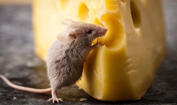ما حقيقة حب الفأر للجبن.. ستدهشك!