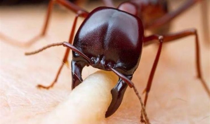 دراسة: النمل يساعد على مكافحة مقاومة البكتيريا للمضادات الحيوية