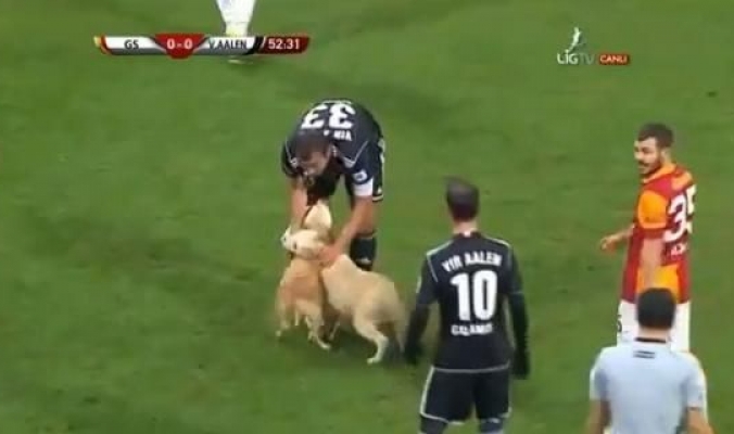 بالفيديو.. كلبان يعطِّلان مجريات لعبة كرة قدم في المانيا