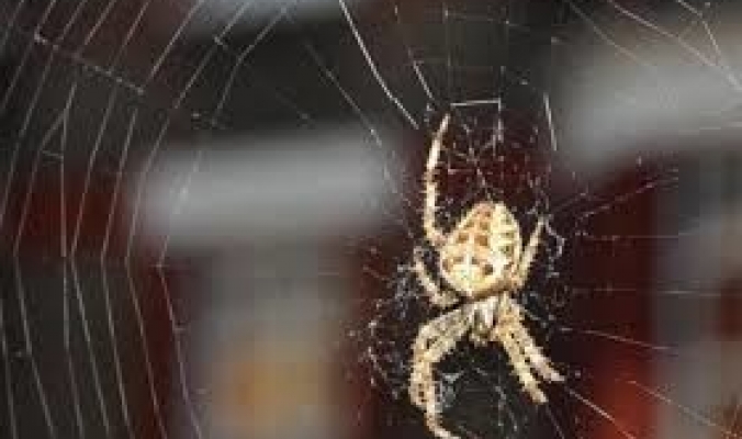 لماذا عليك الا تقتل عنكبوتًا في منزلك أبدًا؟