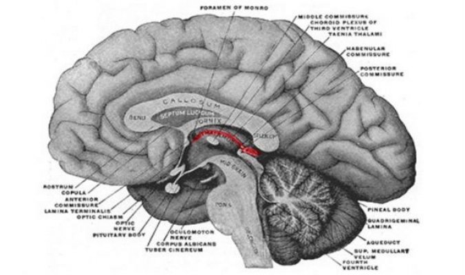 جزء من دماغ الإنسان يحذر من الخطر والمنغصات