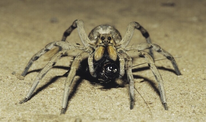 عناكب تلتهم ثعابين تفوقها حجما بمئات المرات