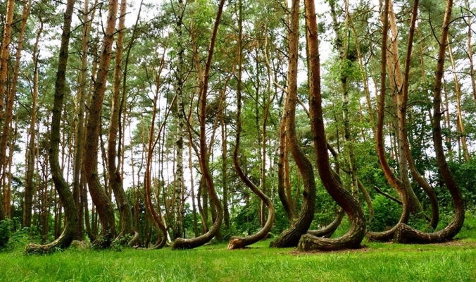 الغابات الملتوية في بولندا