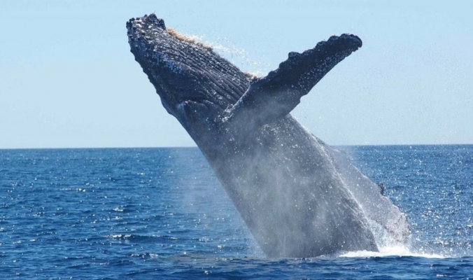 ظاهرة غامضة انتشرت في وسائل التواصل.. ما حقيقة صوت الحوت الأزرق؟