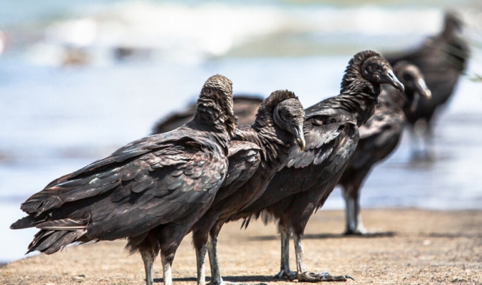9 طيور مخيفة ستجعلك تغير نظرتك التقليدية عن لطافتها