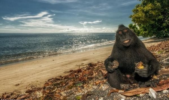 بالصور.. حتى القرود سعيدة بجلوسها على الشاطئ