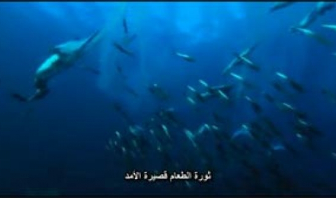 جيش عظيم من الدلافين واسماك القرش تصطاد بلايين اسماك السردين