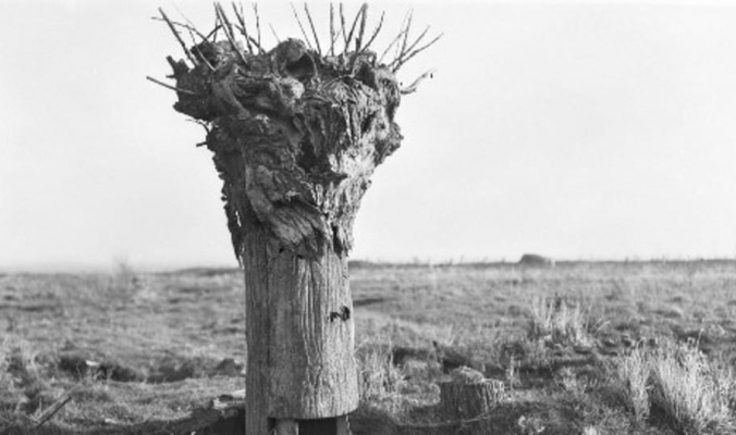 كيف استخدمت الأشجار للقتل والتجسس خلال الحرب الكبرى؟