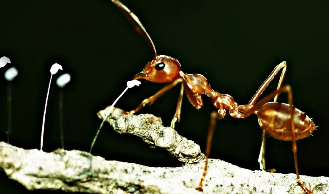 كيف يشم النمل الروائح رغم أنه لا يملك أنفاً!