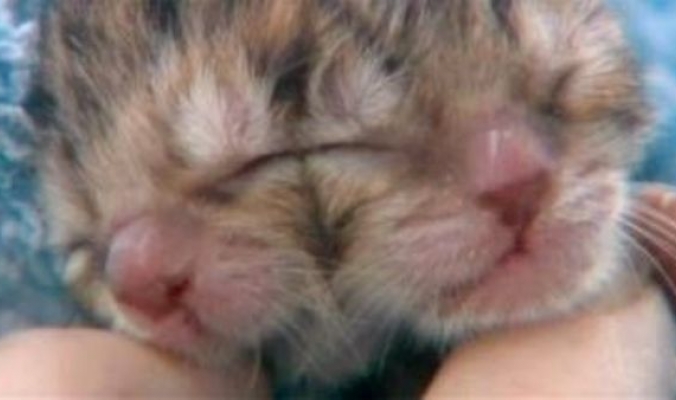 ولادة قطة بوجهين