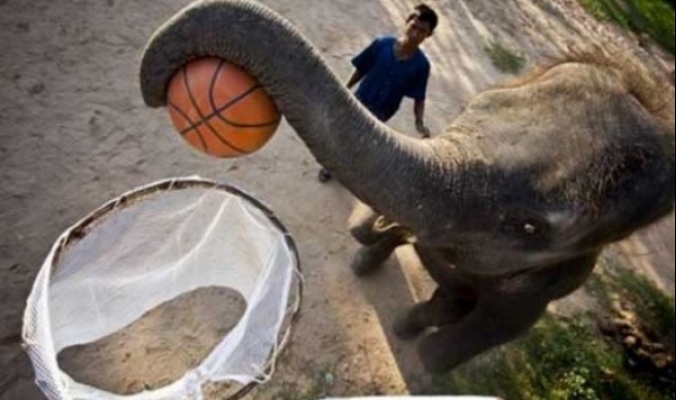 فقط في تايلاند: فيلة تلعب كرة السلة بمهارة