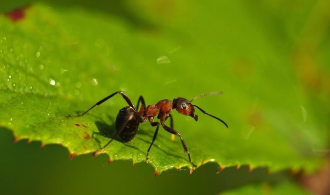 عجائبه لا تنتهي.. النمل يحمي النباتات من 14 نوعا من الأمراض على الأقل