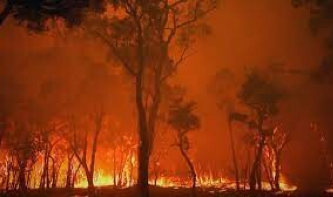 &quot;حريق&quot;.. أنين غابات أستراليا المنكوبة التي لا يبالي بها السياسيون