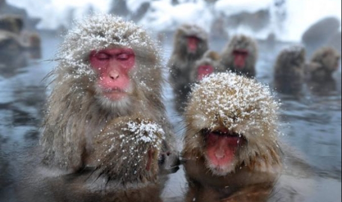 حتى القردة تستمتع بحمام ساخن في فصل الشتاء