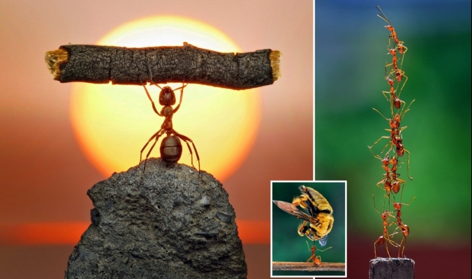 صور مذهلة تظهر تفوق النمل على الإنسان في رفع الاثقال