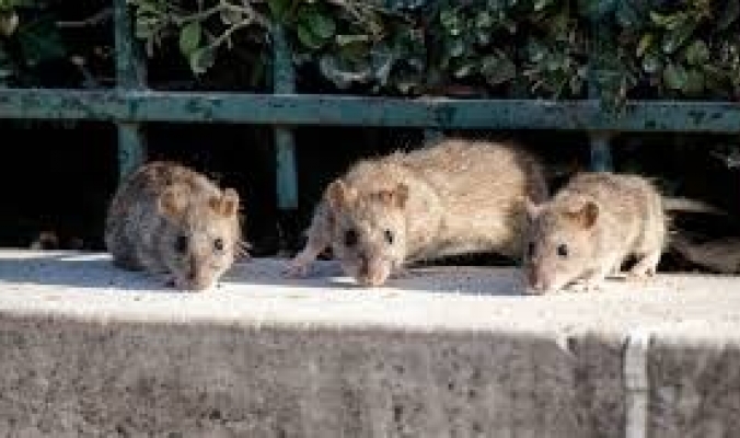 بسبب الجوع الناجم عن الإغلاق.. الفئران تغزو منطقة في باريس