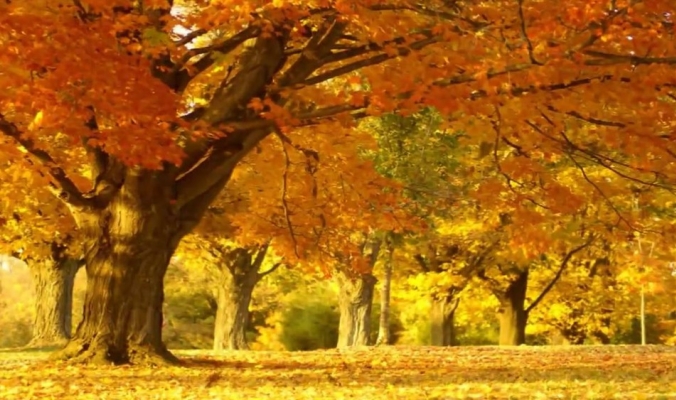 لماذا تتساقط أوراق الأشجار في الخريف؟