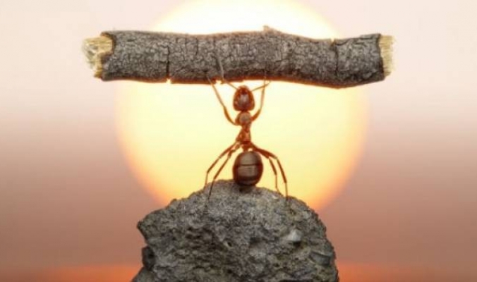 هل تعلم ماذا يحدث للنمل عندما يموت؟