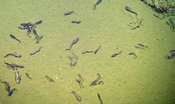 كيف تعيش أسماك في أعماق شبه خالية من الأكسجين؟