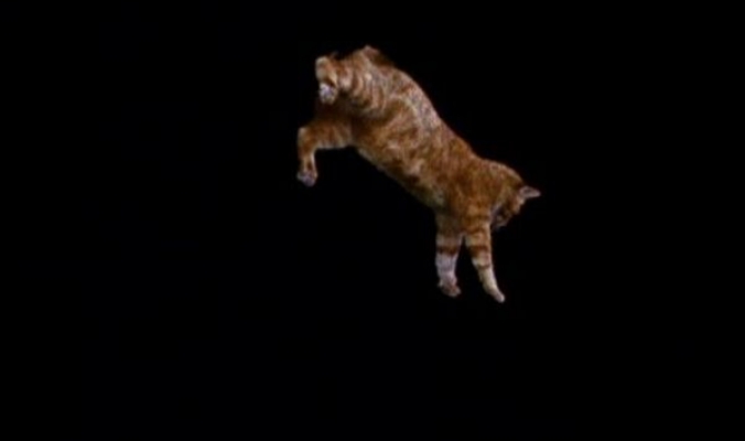 قطط بتسعة أرواح ... كيف تستطيع القطة أن تقفز من أماكن مرتفعة وتهبط بأمان؟!