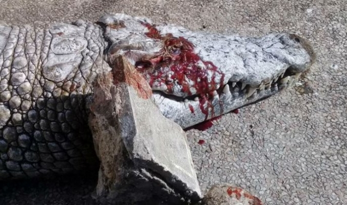 تونس: زوار حديقة حيوانات يرجمون تمساحاً حتى الموت!